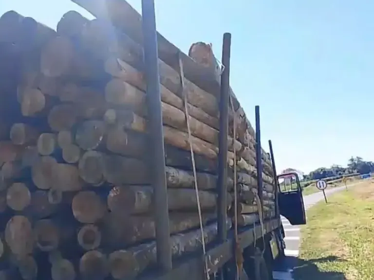 Caminhão carregado de mourões de eucalipto tratado